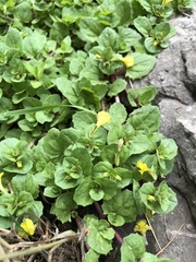 Erythranthe glabrata