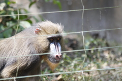 Mandrillus sphinx