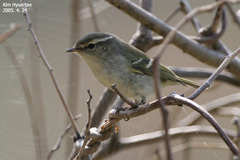 Phylloscopus inornatus