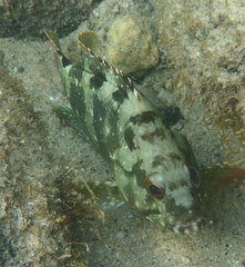 Epinephelus labriformis