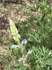 Lupinus sierrae-blancae