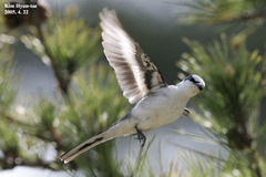 Pericrocotus divaricatus