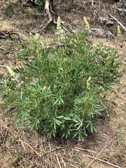 Lupinus sierrae-blancae