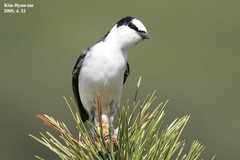 Pericrocotus divaricatus