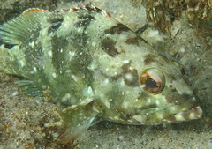 Epinephelus labriformis