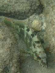 Epinephelus labriformis