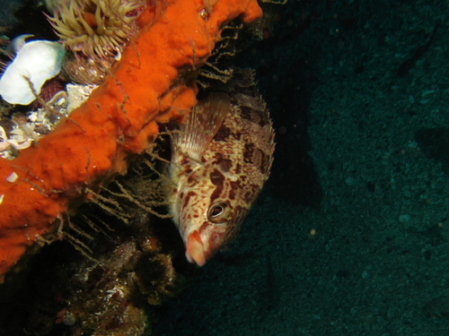 Redfingers (Cheilodactylus fasciatus) — Cheilodactylidae — 5