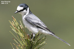 Pericrocotus divaricatus