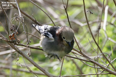 Agropsar philippensis