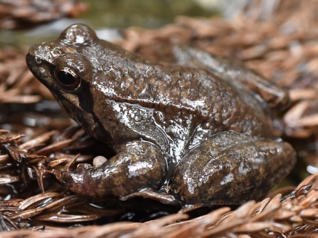 Tago's Brown Frog