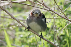 Agropsar philippensis