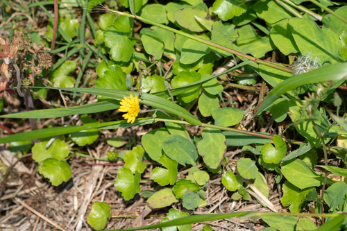 Image of Ixeris stolonifera by (c) WATANABE Hitoshi 渡辺仁, some rights reserved (CC BY)