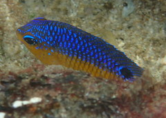 Stegastes flavilatus