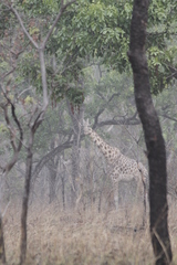 Giraffa camelopardalis antiquorum