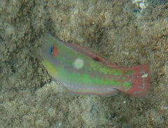 Halichoeres chierchiae