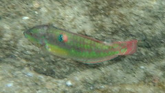 Halichoeres chierchiae