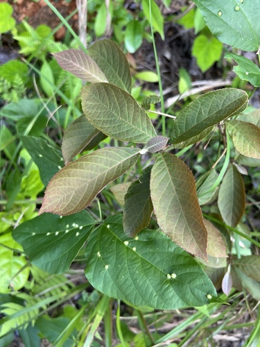 Alniphyllum fortunei observed 2023-05-01