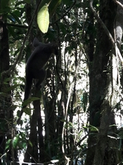 Eulemur rufifrons