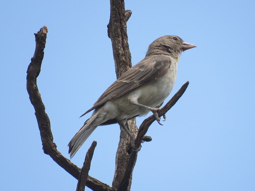 Yellow-spotted Bush Sparrow (Gymnoris pyrgita), photo 9