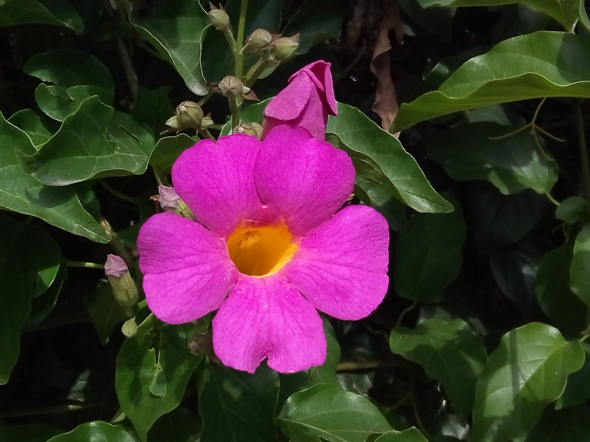 Amphilophium