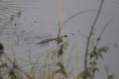 Crocodylus suchus