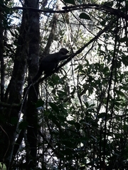 Eulemur rufifrons