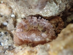 Telmatactis panamensis