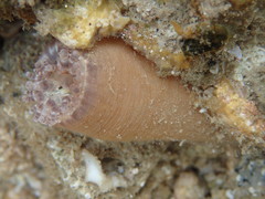 Telmatactis panamensis