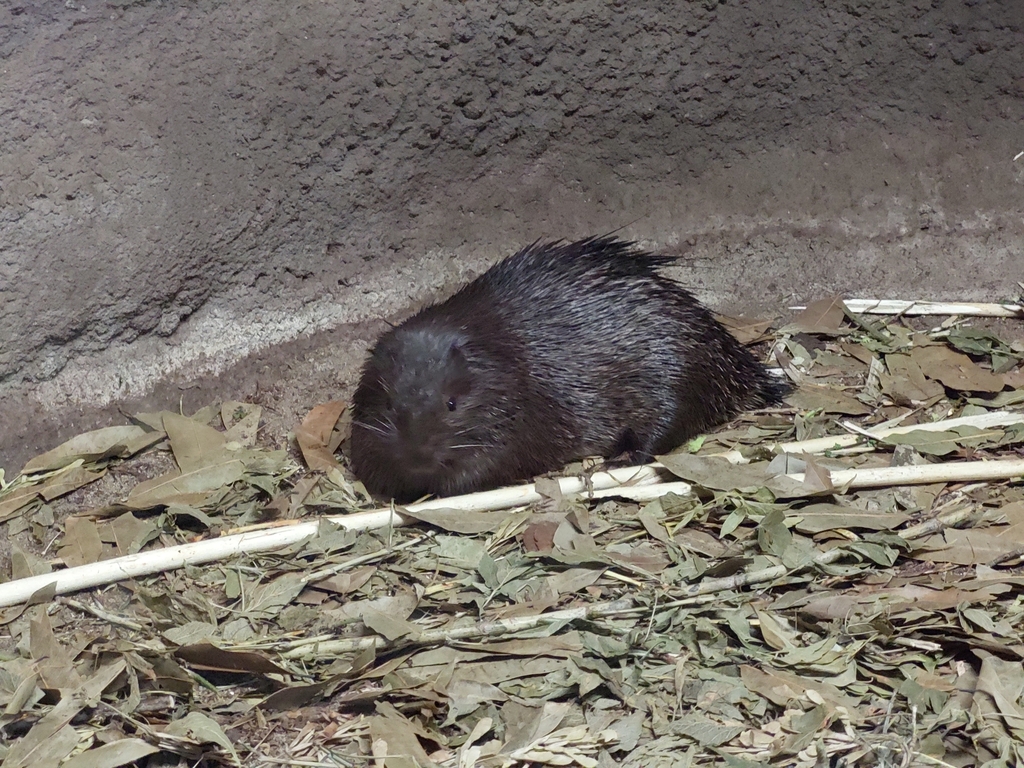 Philippine Porcupine
