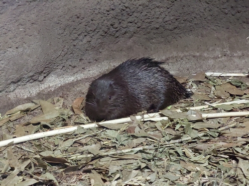 Philippine Porcupine