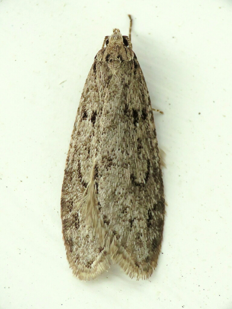 Pale Semioscopis