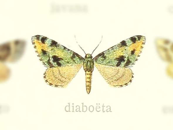 Pasiphilodes diaboeta