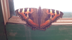 Aglais caschmirensis