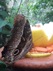 Caligo beltrao
