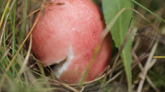 Russula