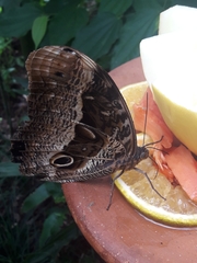 Caligo beltrao