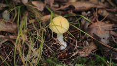 Amanita
