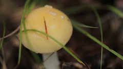 Amanita