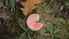 Russula