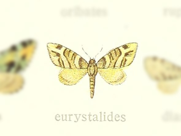 Pasiphilodes eurystalides