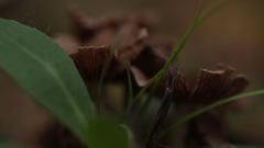 Gymnopus dryophilus