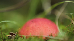 Russula