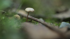 Paragymnopus sequoiae