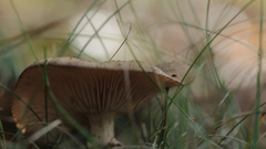 Paxillus involutus
