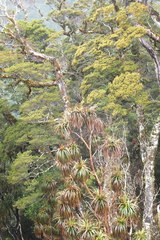 Dracophyllum traversii