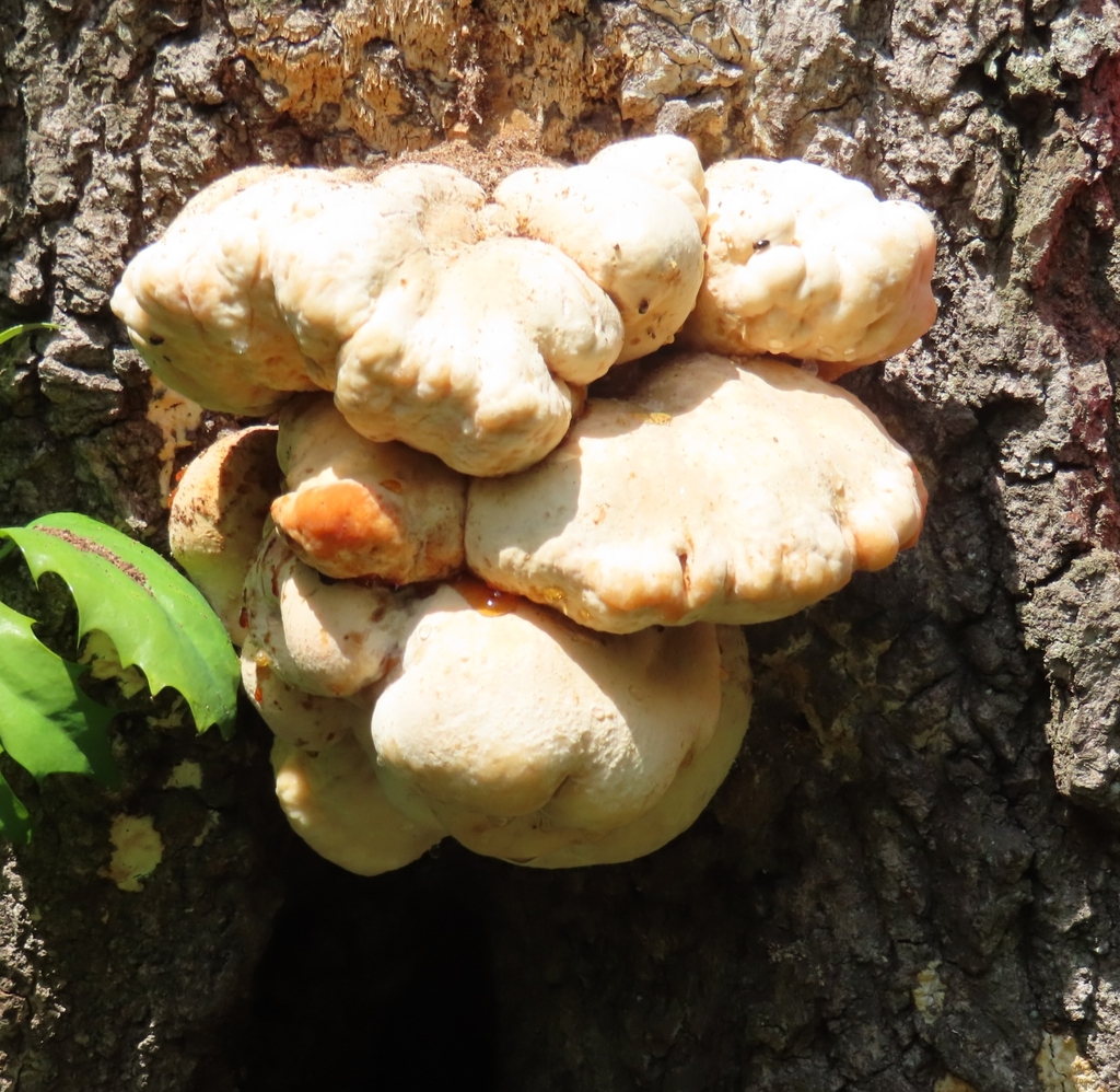 Laetiporus versisporus · May 2023 · photo: © mami_t_t (iNaturalist, cc-by)