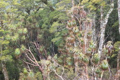 Dracophyllum traversii