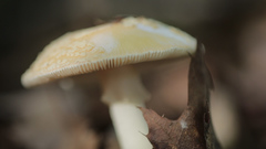Amanita