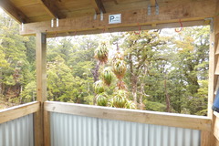 Dracophyllum traversii