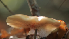 Gymnopus dryophilus